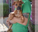 Small #2 Boxer-German Shepherd Dog Mix