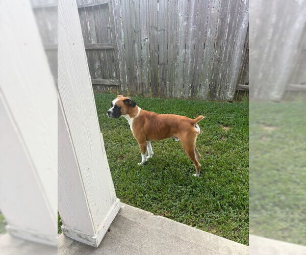 Medium Photo #4 Boxer Puppy For Sale in  Katy, TX, USA
