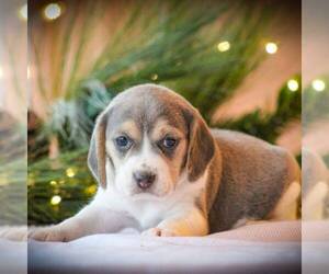 Beagle Puppy for sale in MYERSTOWN, PA, USA