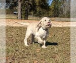 Small Photo #5 Labradoodle Puppy For Sale in SOUTHERN PINES, NC, USA