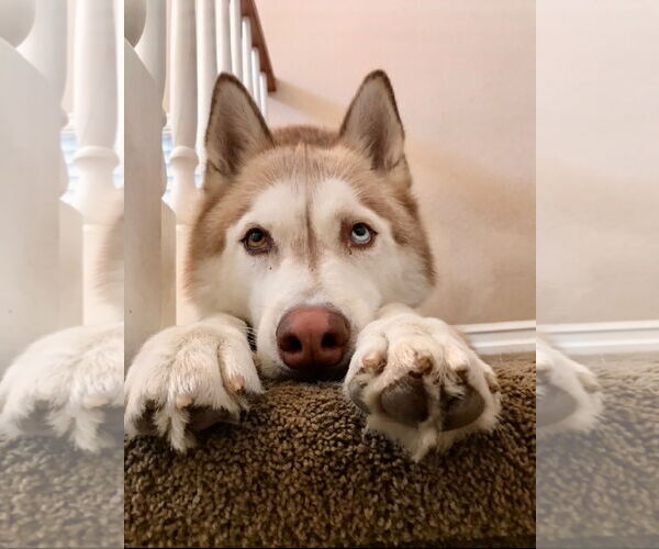 Medium Photo #3 Siberian Husky Puppy For Sale in Newport Beach, CA, USA