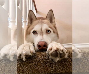 Jet - Male Siberian Husky Dog for Adoption - Photo #3