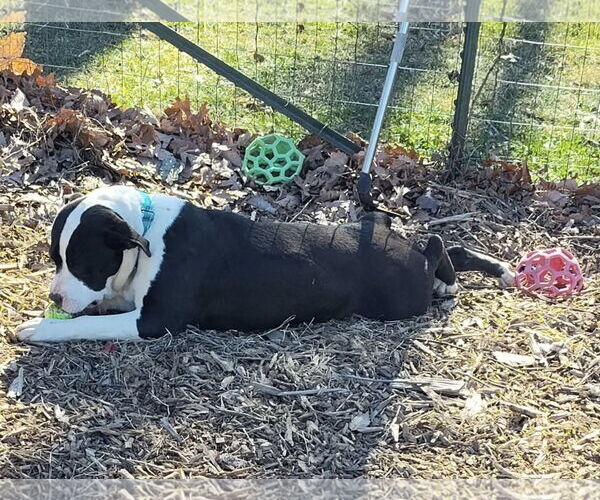 Medium Photo #6 Mutt Puppy For Sale in Rustburg, VA, USA