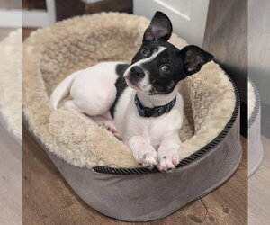 Mutt Dogs for adoption in Brooklyn Center, MN, USA
