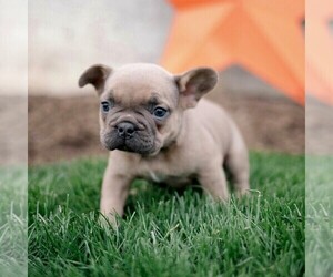 French Bulldog Puppy for sale in LANCASTER, PA, USA