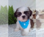 Small #2 Shih Tzu