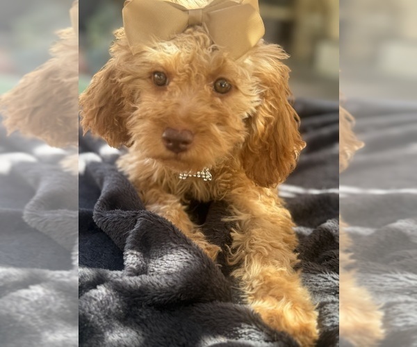 Medium Photo #9 Goldendoodle mix (+ Poodle Miniature) Puppy For Sale in MENIFEE, CA, USA