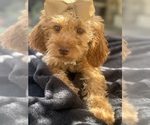 Small Photo #18 Goldendoodle mix (+ Poodle Miniature) Puppy For Sale in MENIFEE, CA, USA