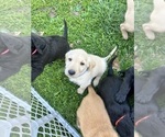 Small Photo #28 Labradoodle Puppy For Sale in KIRKSVILLE, MO, USA