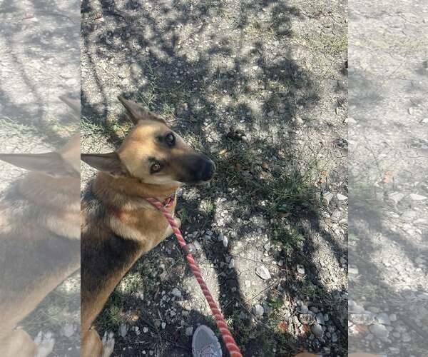 Medium Photo #3 German Shepherd Dog-Unknown Mix Puppy For Sale in Rowlett, TX, USA