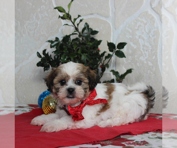 Medium Photo #3 Zuchon Puppy For Sale in GORDONVILLE, PA, USA