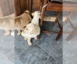 Puppy Puppy 4 Labrador Retriever