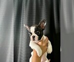 Puppy Puppy 3 French Bulldog