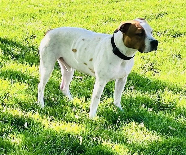 Medium Photo #14 American Pit Bull Terrier-Unknown Mix Puppy For Sale in Germantown, OH, USA