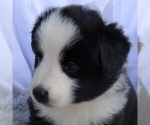 Australian Shepherd Puppy for sale in JEROMESVILLE, OH, USA