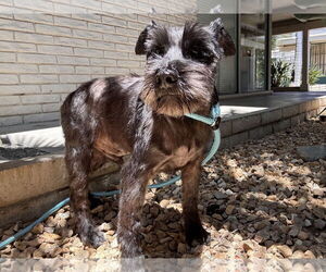 Mutt Dogs for adoption in Newport Beach, CA, USA