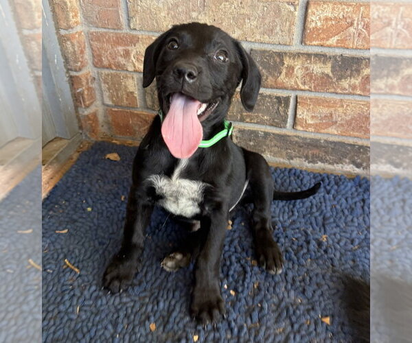 Medium Photo #1 Labrador Retriever-Unknown Mix Puppy For Sale in OKLAHOMA CITY, OK, USA