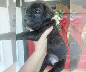 Medium Cane Corso