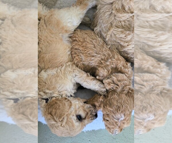 Medium Photo #27 Poodle (Standard) Puppy For Sale in WINCHESTER, TN, USA