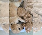 Small Photo #27 Poodle (Standard) Puppy For Sale in WINCHESTER, TN, USA