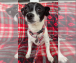 Small #2 Chihuahua Mix