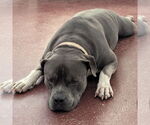 Small #4 American Pit Bull Terrier Mix