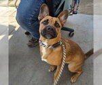Small Cardigan Welsh Corgi-German Shepherd Dog Mix