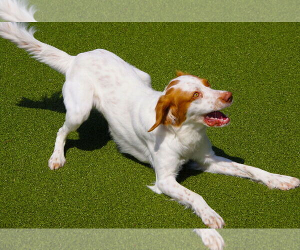 Medium Photo #6 Brittany Puppy For Sale in Curwensville, PA, USA