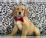 Small #1 Golden Retriever
