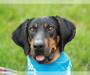Black and Tan Coonhound-Coonhound Mix Dogs for adoption in Cookeville, TN, USA