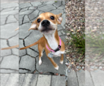 Small #3 Chihuahua Mix