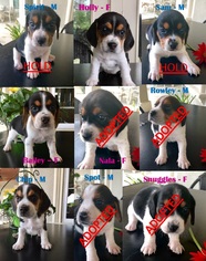 Beagle Puppy for sale in LILLINGTON, NC, USA