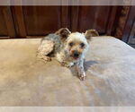 Small #3 Mutt
