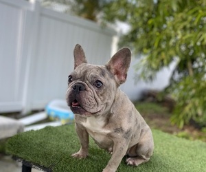 French Bulldog Puppy for sale in TAMPA, FL, USA