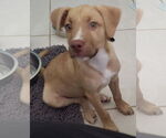 Small #1 Labrador Retriever Mix