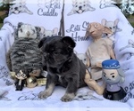Small Photo #78 French Bulldog Puppy For Sale in MIMS, FL, USA