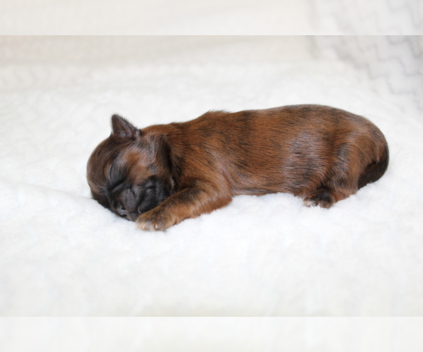 Medium Photo #1 Shih Tzu Puppy For Sale in LEHIGHTON, PA, USA