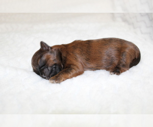 Shih Tzu Puppy for sale in LEHIGHTON, PA, USA