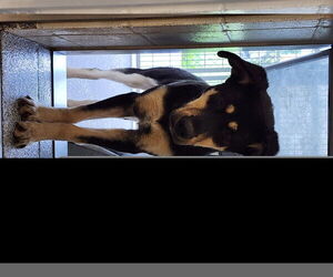 Shepradors Dogs for adoption in Houston, TX, USA