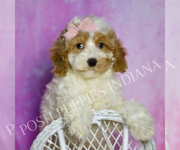 Medium Photo #59 Poodle (Toy) Puppy For Sale in WARSAW, IN, USA