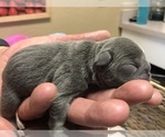 Small Photo #2 French Bulldog Puppy For Sale in BUCKS BAR, CA, USA