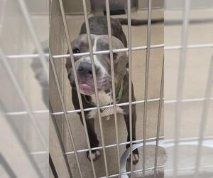 Mutt Dogs for adoption in Decatur, IL, USA