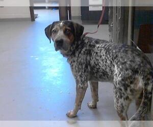 Bluetick Coonhound Dogs for adoption in Fayetteville, NC, USA