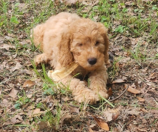 Medium Photo #2 Goldendoodle Puppy For Sale in WACO, TX, USA
