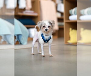 Mutt Dogs for adoption in Marina Del Rey, CA, USA