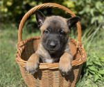 Small #2 Belgian Malinois