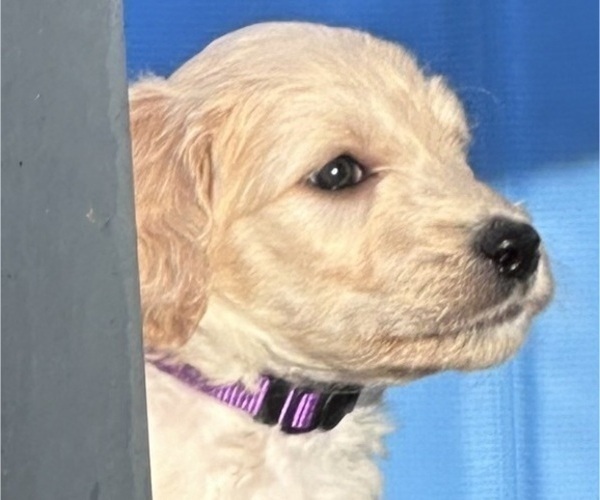 Medium Photo #2 Goldendoodle Puppy For Sale in DAWSONVILLE, GA, USA