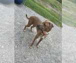 Small #3 Boxer Mix