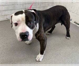 American Pit Bull Terrier-Unknown Mix Dogs for adoption in San Bernardino, CA, USA