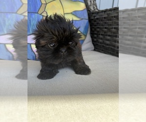 Shih Tzu Puppy for sale in DENTON, NC, USA